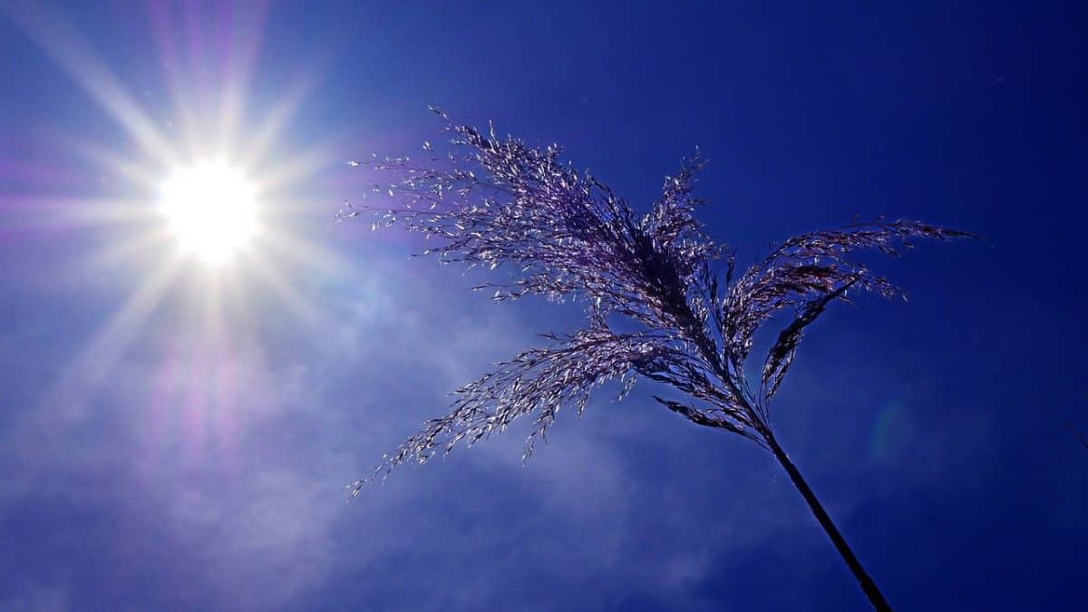 Canicule du 18 Juillet
