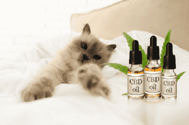 cbd pour chat