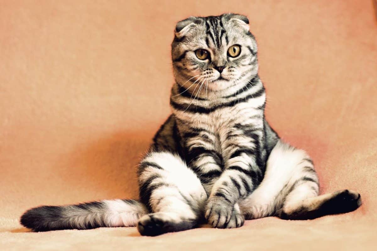 Journée internationale du chat, le 8 août 4 Journée internationale du chat
