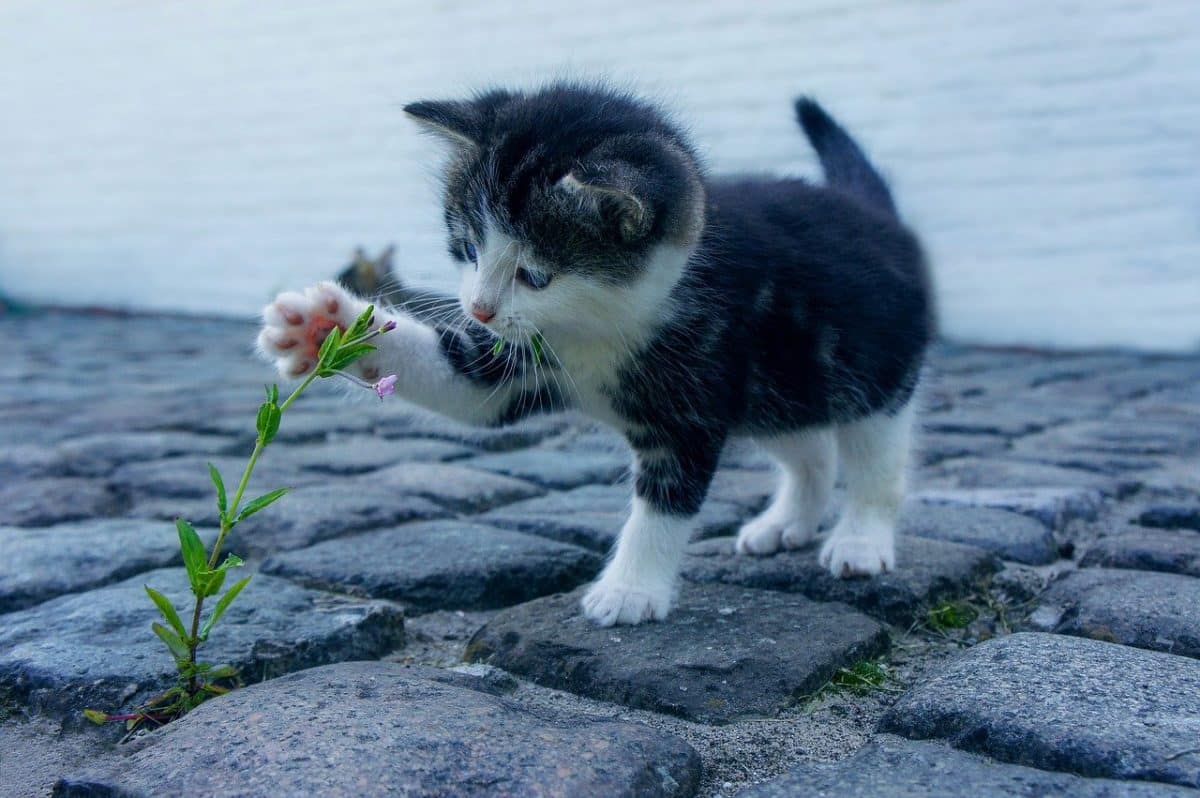Journée internationale du chat, le 8 août 5 fête du chat