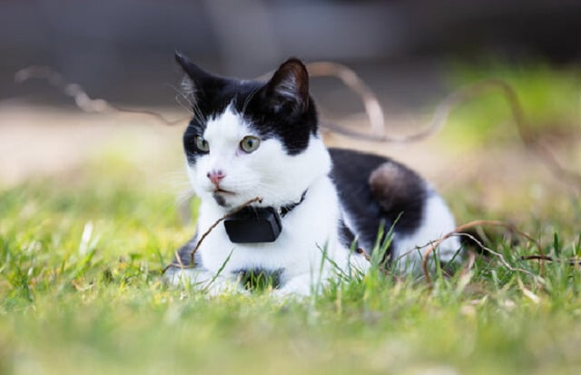 Jeune chat portant un trackeur GPS