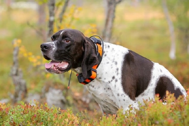 chien dans la nature avec un collier GPS