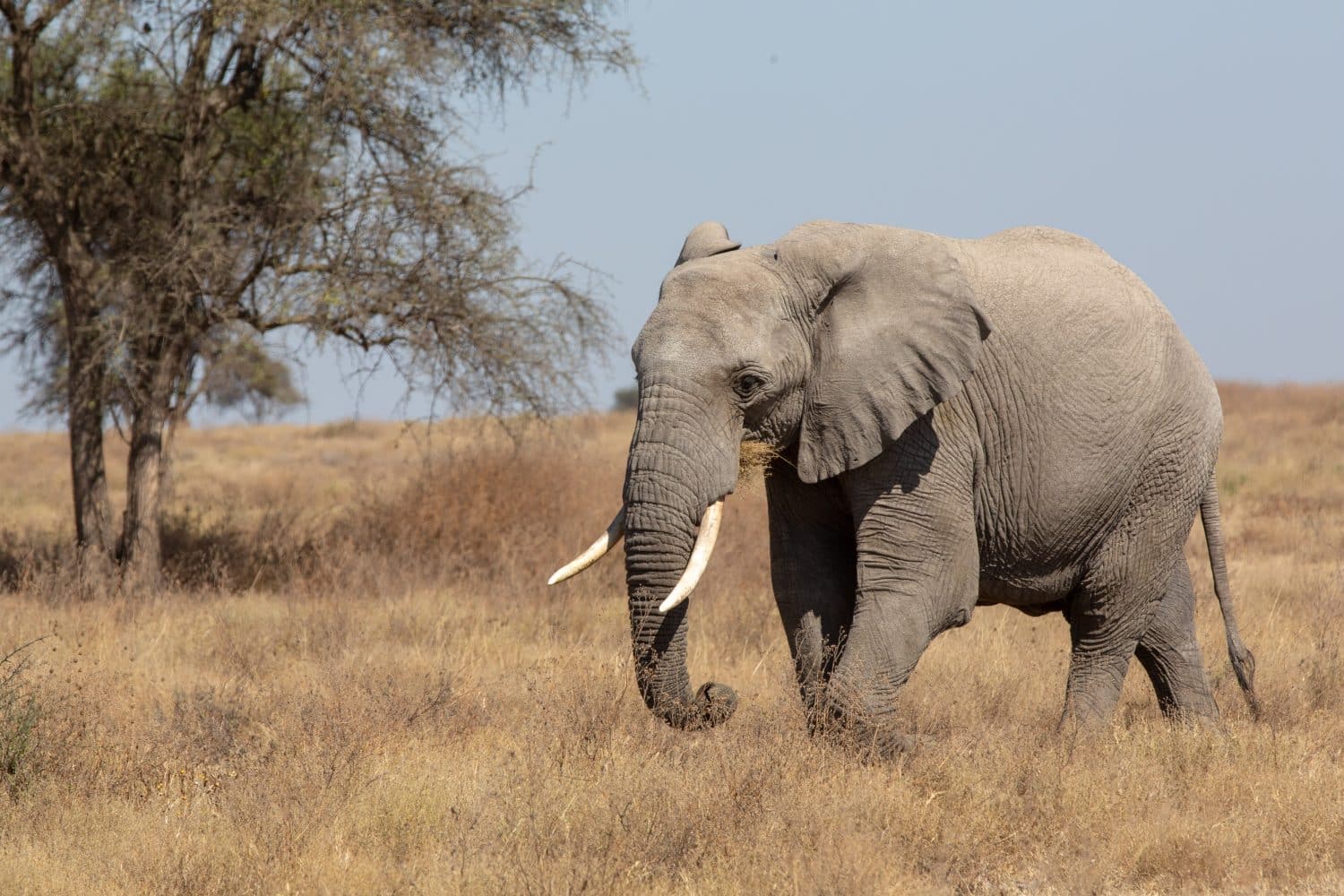 Où et quand partir en Tanzanie ?