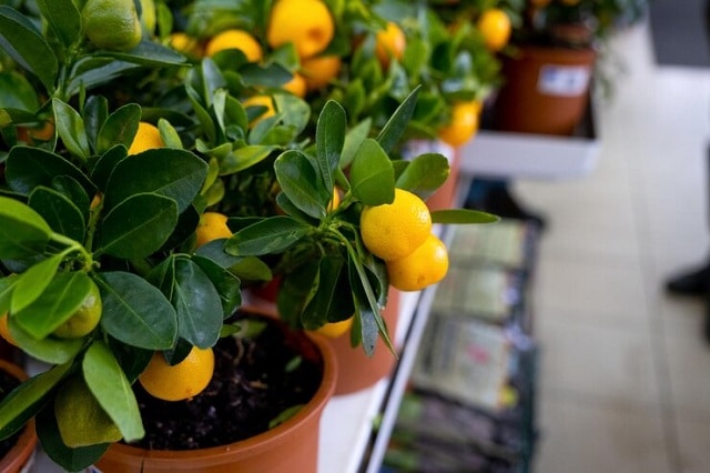 Mandarine dans un pot de fleurs avec des fruits