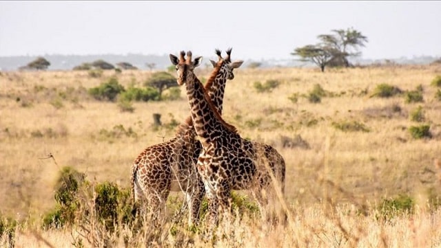 Parc national de Waza - Que visiter au Cameroun ?