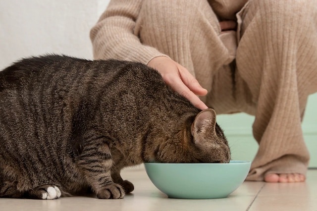 Quels aliments sont les mieux adaptés pour les chats ?