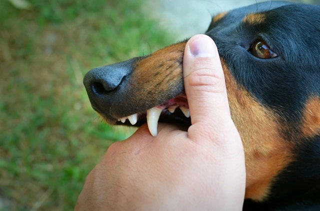 Quels types de chiens sont à éviter quand on a des enfants à la maison ?