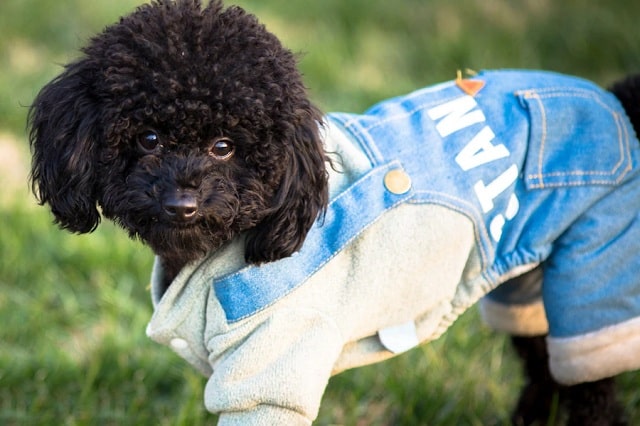 Vêtements pour chien : les différents types