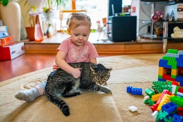 Quels sont les signes d'un chat agressif ou menaçant ?