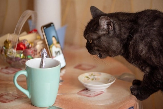 les impacts de ces aliments sur la santé du chat ?