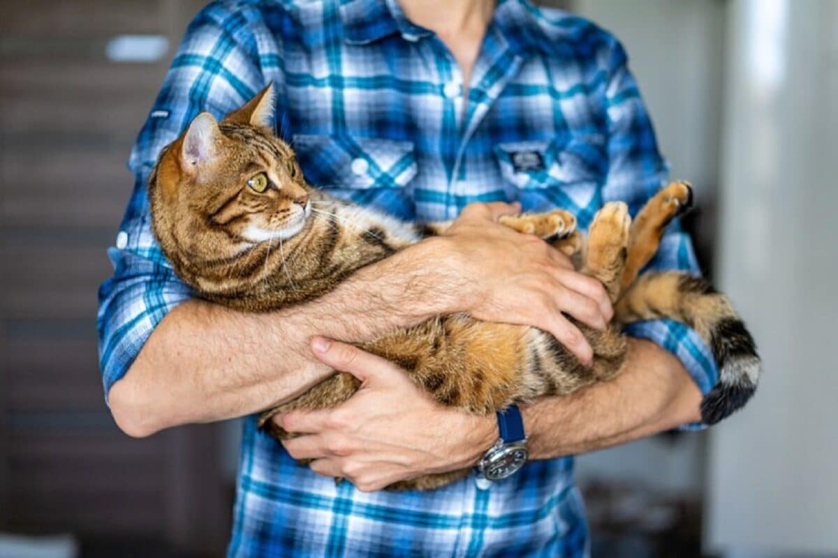 Chats et chiens : quelles races sont les plus intelligentes ?