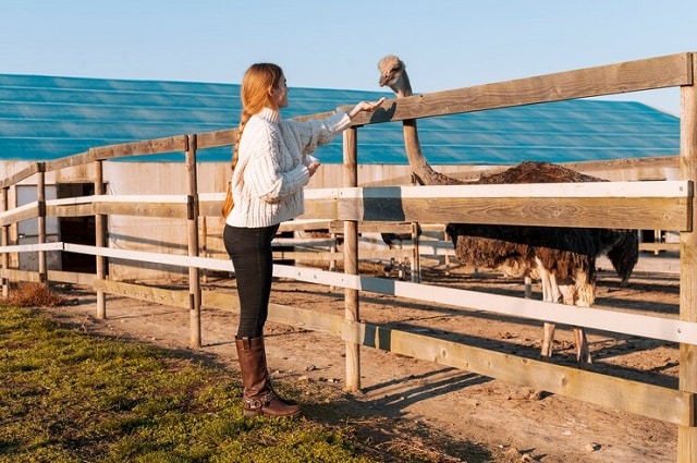 La pratique qui ne cause pas de stress pour les animaux