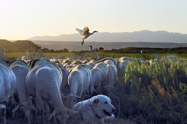 La migration des oiseaux