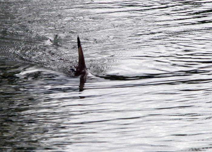 Requin aperçu près de la plage du Barcarès