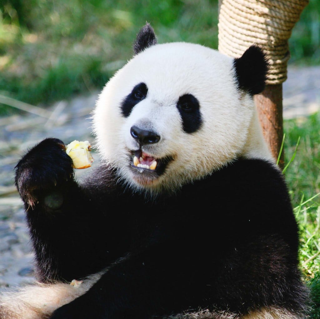 le premier panda né en France, quitte le Zoo de Beauval pour la Chine