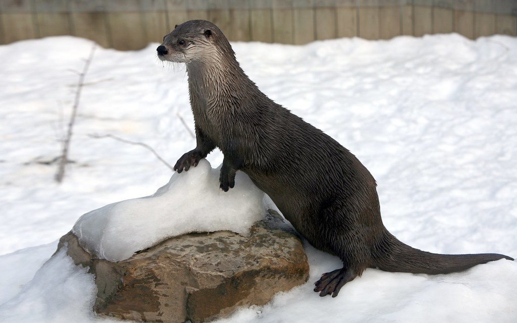 Californie : les autorités traquent une loutre de mer qui terrorise les surfeurs